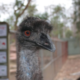 Small Business Cyber Security: The Ostrich Effect